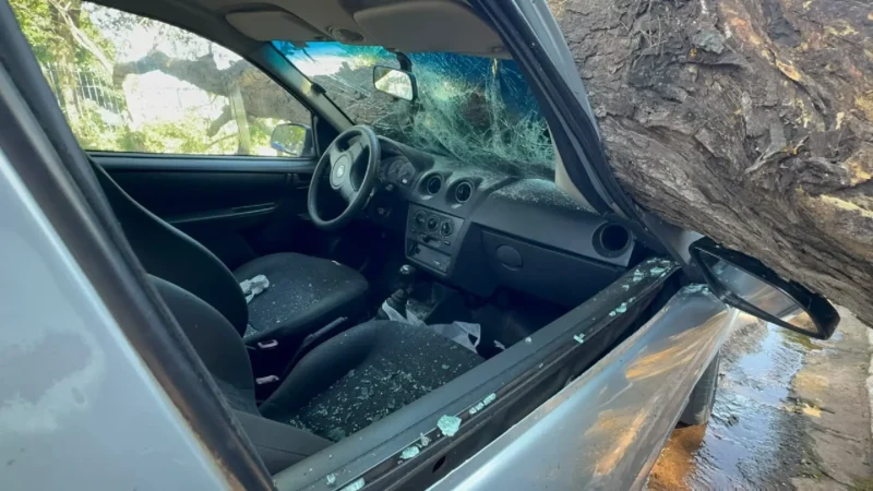 Após 12h, árvore é retirada de cima de carro e trânsito é normalizado na Rua Santana
